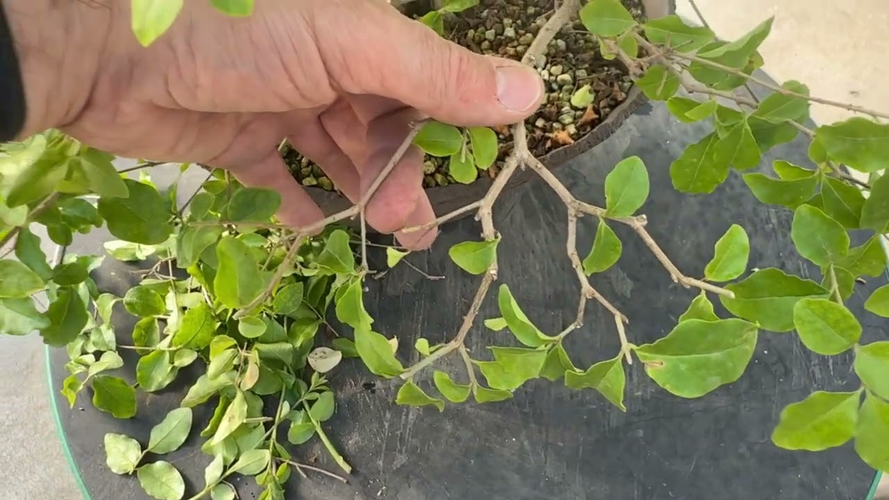 Taille estivale d'un bonsai tropical