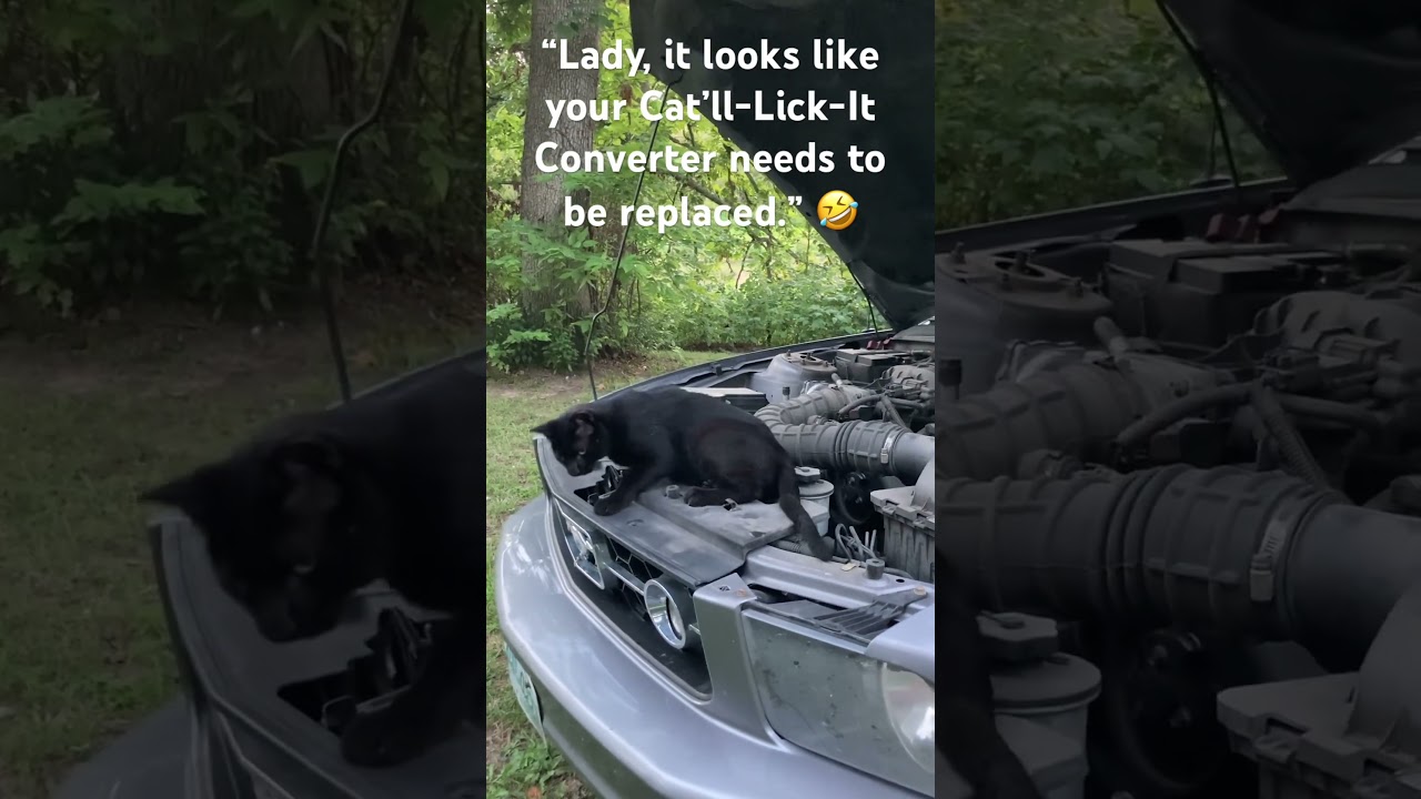 Kampground Kittah plays mechanic #travelbyfaith #cats #andipigottmartin #campinglife