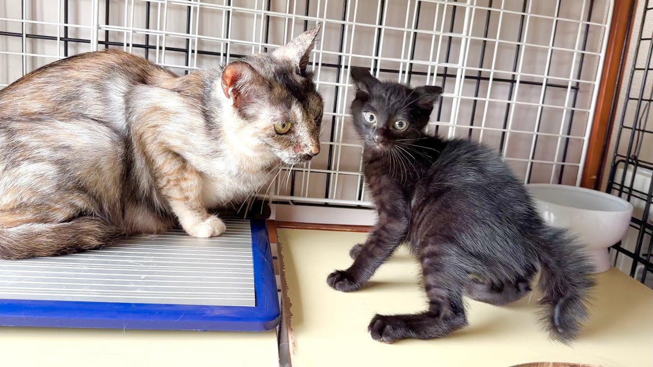 避妊手術から戻ってきたママ猫と感動の再会のはずが‥【ラプ保護物語】Kittens reunited with mama cat returning from sterilization. 子猫