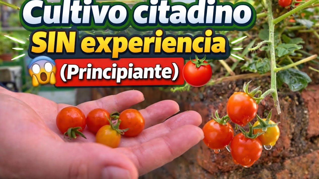 🍅🌱 Cultivo citadino de tomates cherry | SIN experiencia (Principiante)