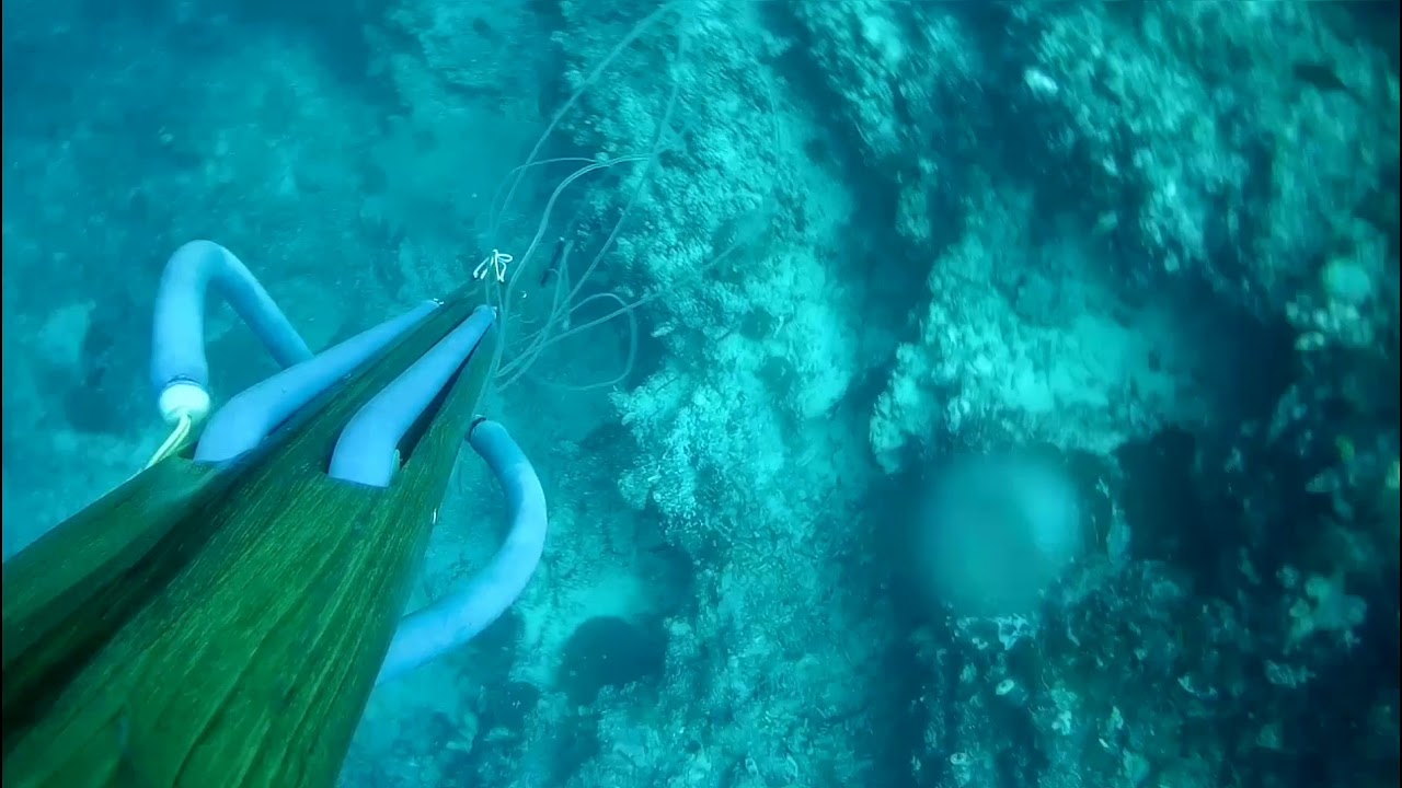 Memanah ikan/Spearfishing Kerapu tiger/Grouper Besar