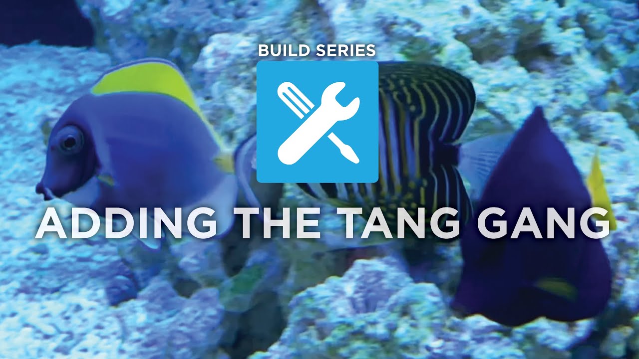 Ep. 19 | Build Series: Adding the Tang Gang