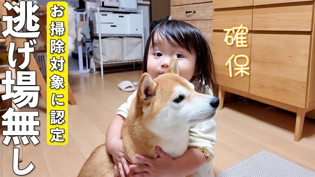 お掃除に目覚めた2歳児と柴犬の攻防が面白すぎましたw