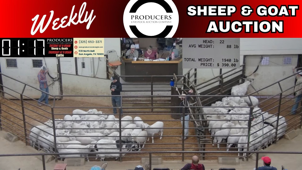 San Angelo Sheep & Goat Market Day LIVE | Producers Livestock Auction Company | Feb 17, 2026