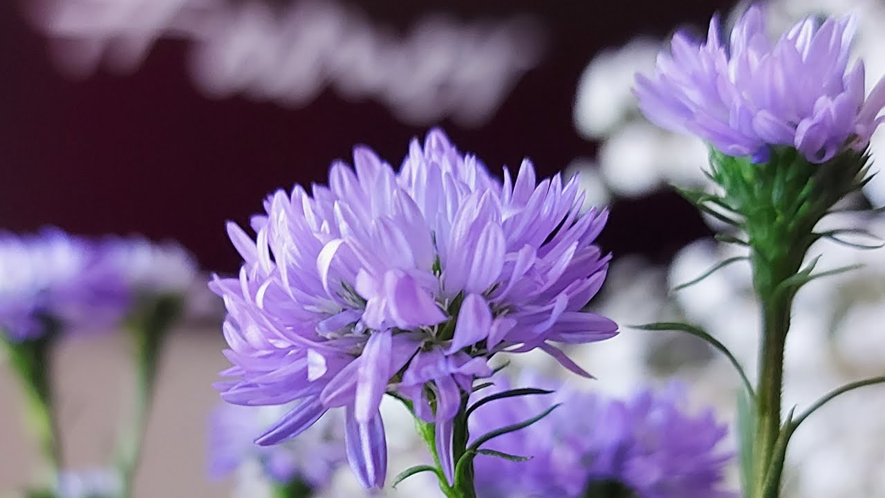Live #8 série lilás- Aster💜
