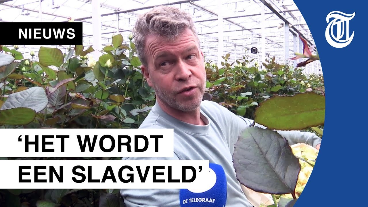 Kwekers moeten noodgedwongen bloemen weggooien