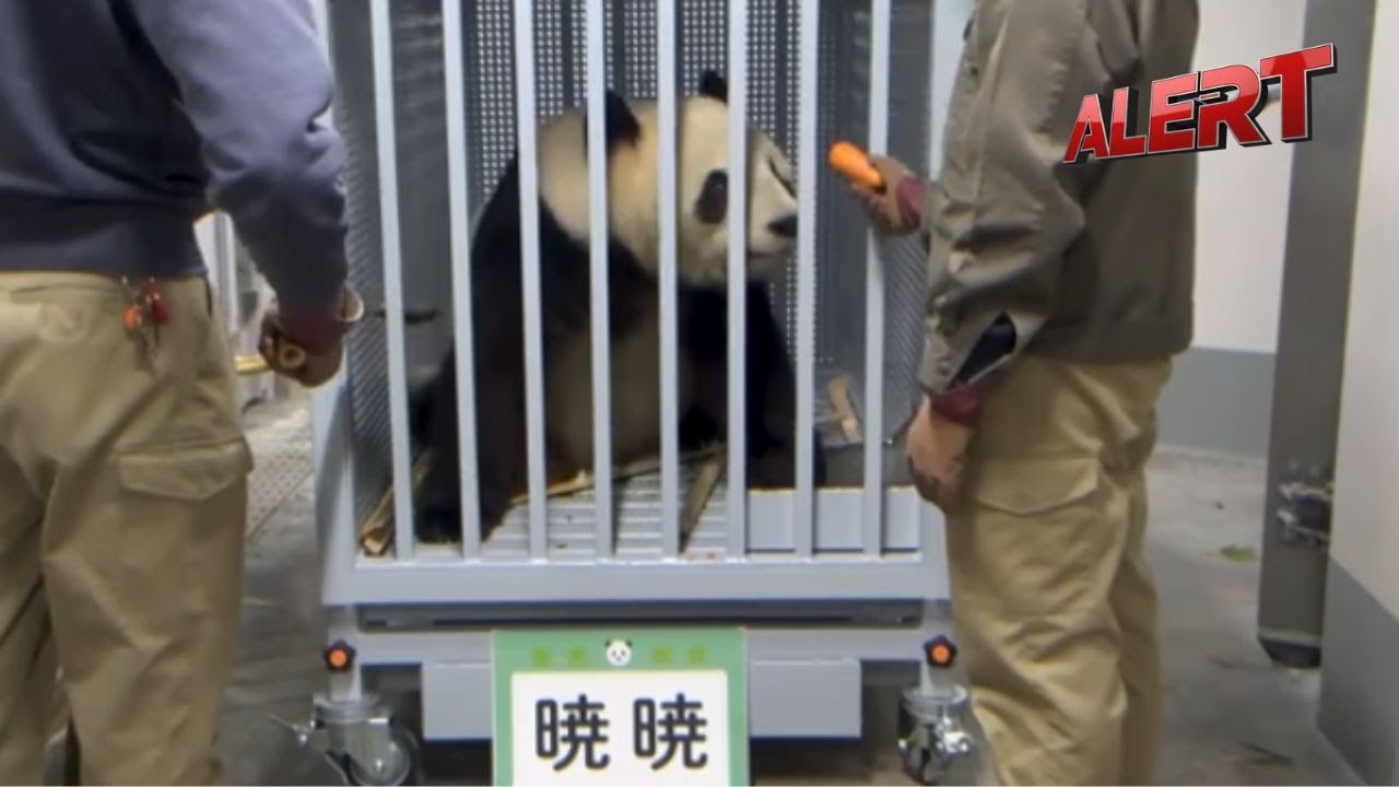 Japan Sends Last Giant Pandas Back To China, Ending Decades Of Panda Diplomacy | ALERT News