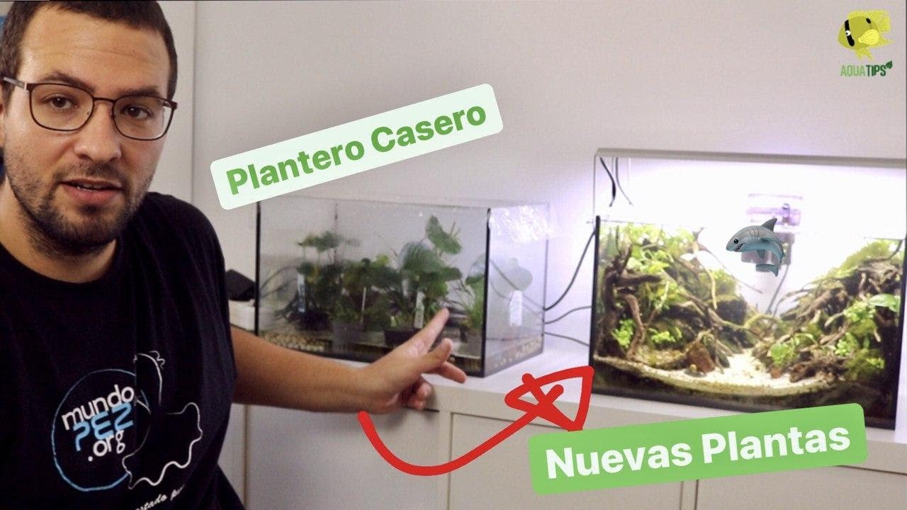 Nuevas Plantas 🌱 , Cambios y Resultados del Plantero Casero || AquaTips