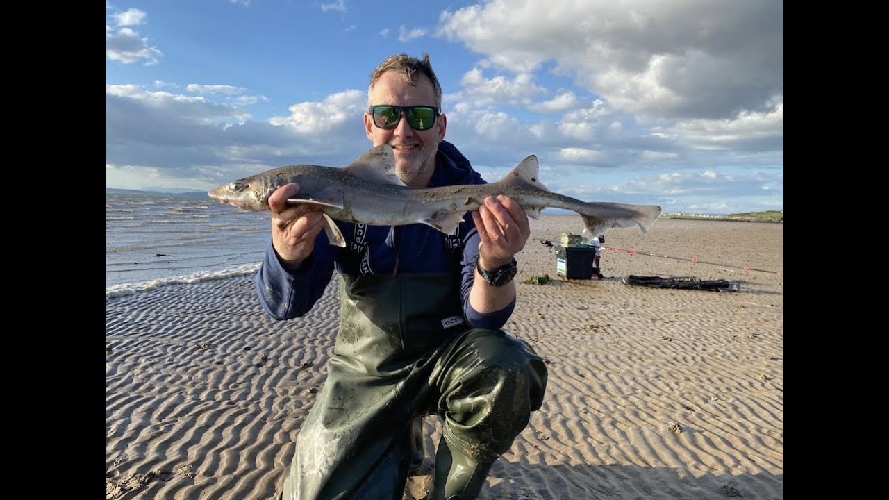 Smoothhound Fishing | Testing the Dongle Rig on the Lancashire Hounds | #smoothhoundfishing