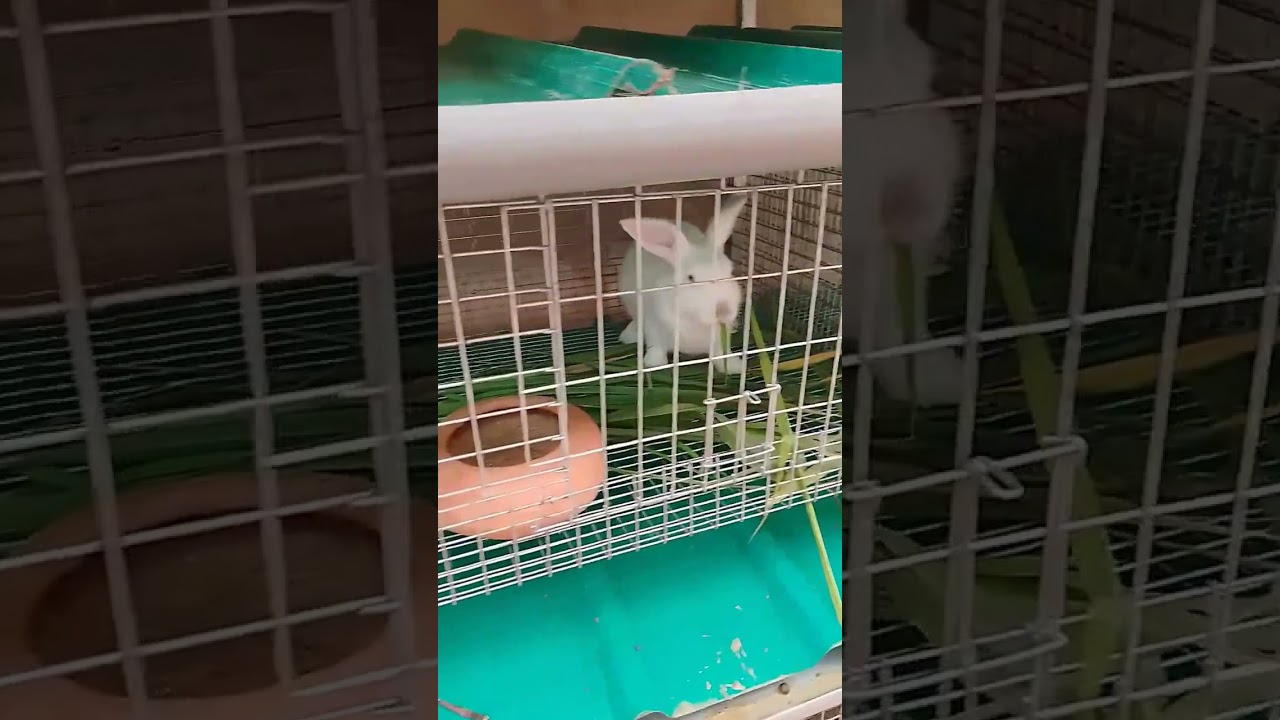 Best rabbit cage design for collection of urine and poop for organic farming.