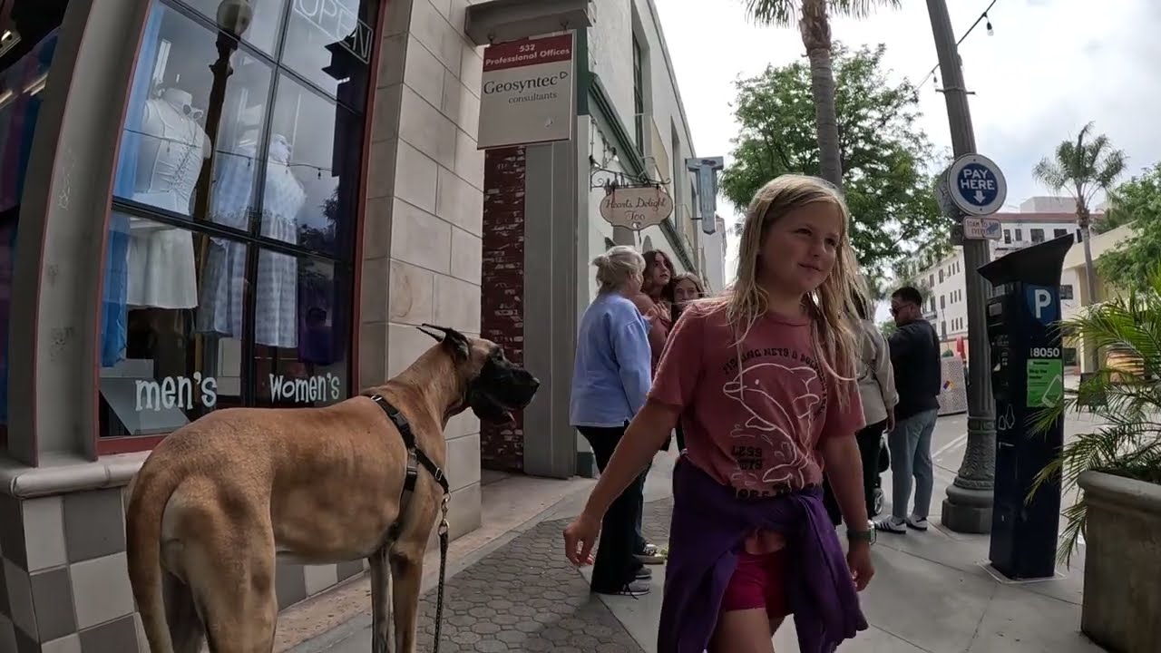 Cash 2.0 Great Dane on Main Street in Ventura 10