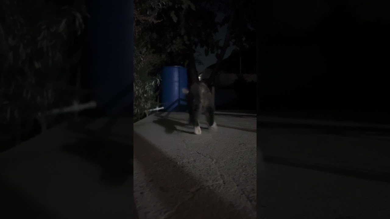 Mother Cat and Kittens | Cute Cat Family Video