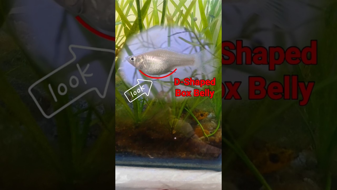 MOLLY FISH BIRTH ALERT! How to Know When Your Mollies Are Ready to Deliver#breeding #mollyfish