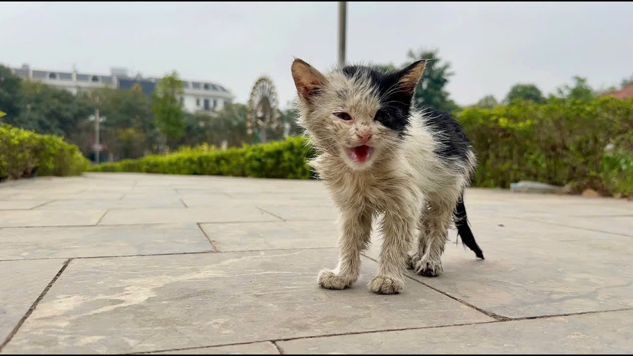 He never received love his whole life, shrinking himself to protect himself.! cute kitten