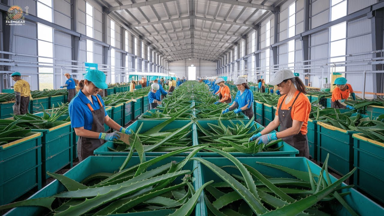 How US Farmers Harvest Aloe Vera & Processed on  MASSIVE Scale 🌿 | Agriculture Technology