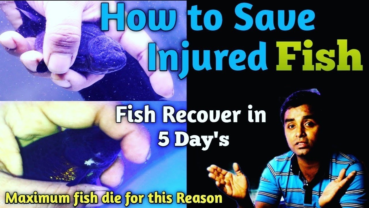 How To Save injured Fish || Save Aquarium Fish || Maximum Fish Die for This Reason
