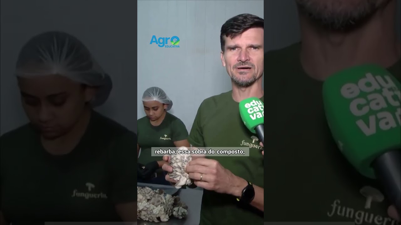 3 TONELADAS por mês de cogumelos! 🍄 Veja como a tecnologia transformou o sonho do Seu Virgílio.