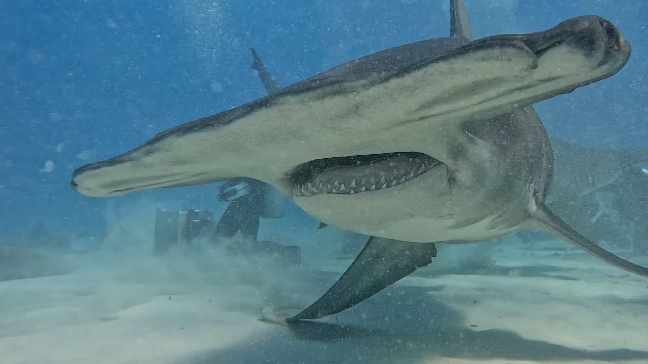 Bahamas 2025.Dia2 (5/6)