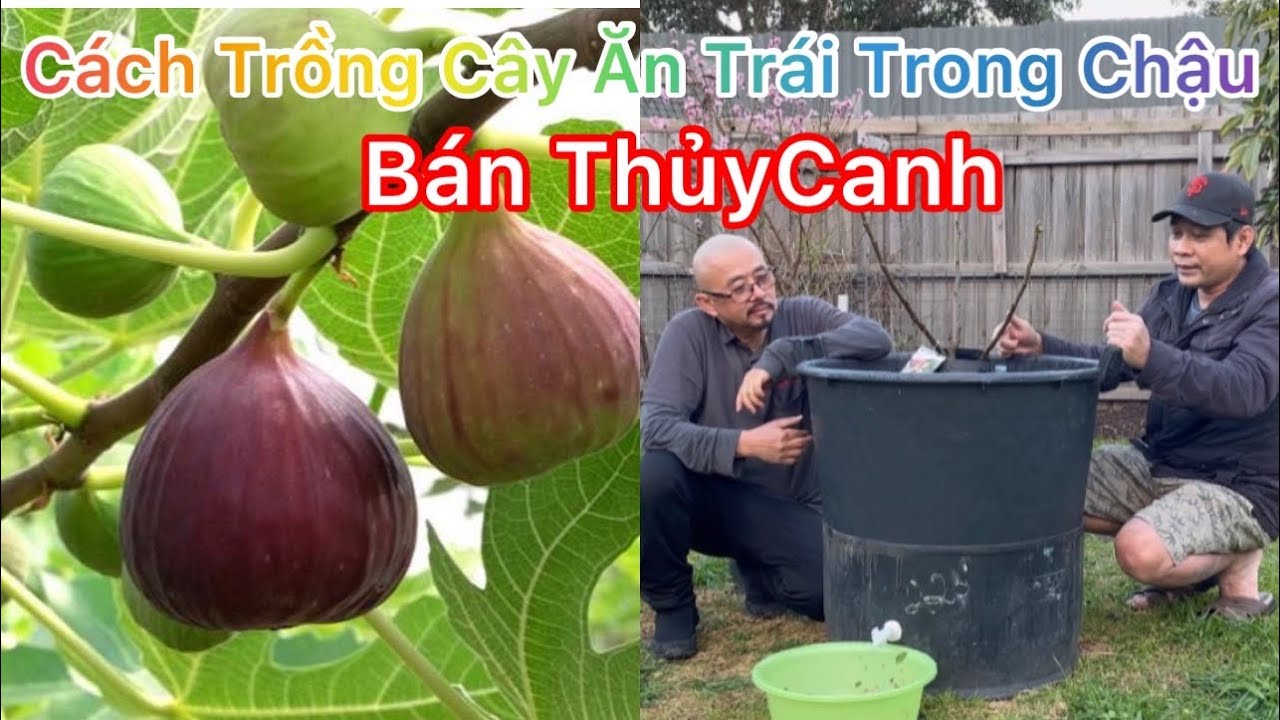 CUỘC SỐNG ÚC l CÁCH TRỒNG CÂY ĂN TRÁI TRONG CHẬU BÁN THUỶ CANH P.2 l CÁCH TRỒNG VÀ CHĂM SÓC CÂY SUNG