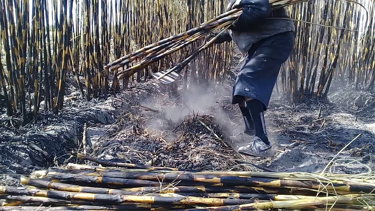 Tumbando morenas en tala.jal