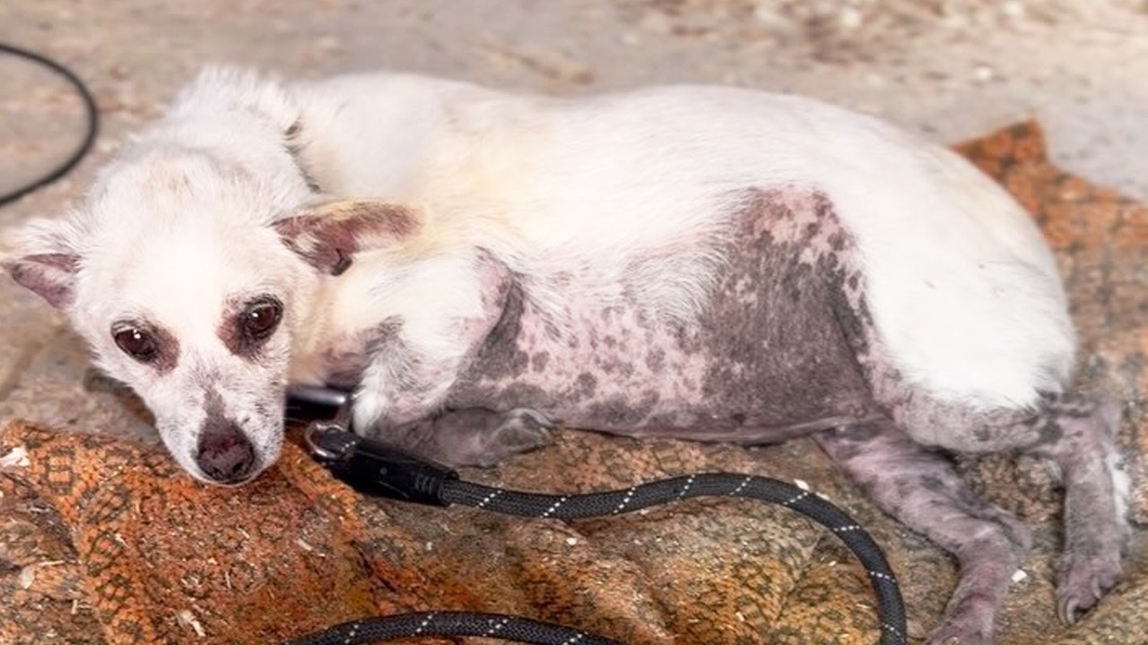 Forgotten Senior Dog Finds Safety and Love After Years of Quiet Neglect