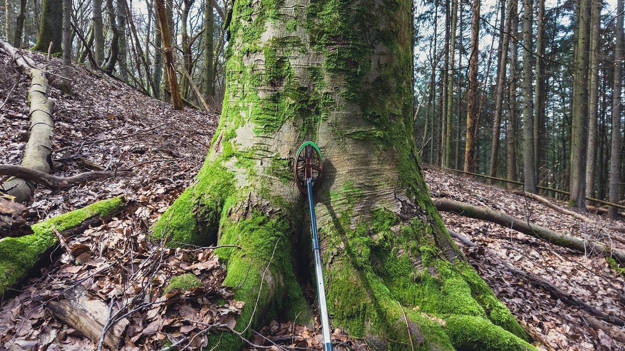 New Forest & Big Luck! Metal Detecting Among Laughing Birds!
