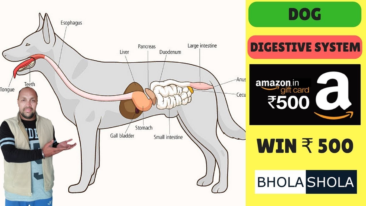 Dog Digestive System | its most important For Dog | Puppy - Bhola Shola
