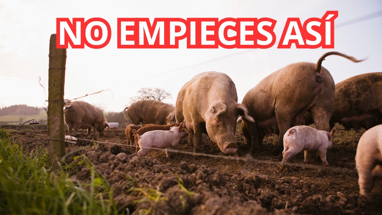 🚫 Antes de Criar Cerdos Mira Esto o Pierdes Dinero