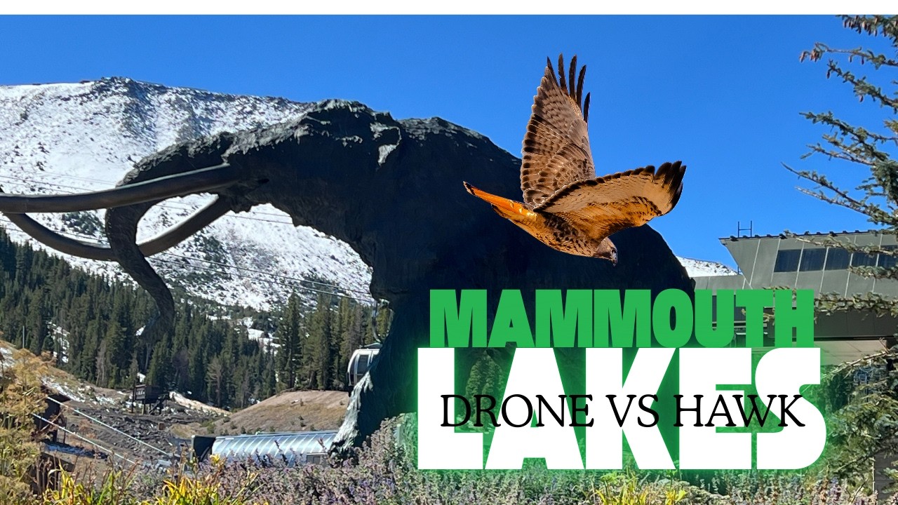 Drone vs Hawk, RV Slider Stuck at Mammouth Lakes, Devils Postpile