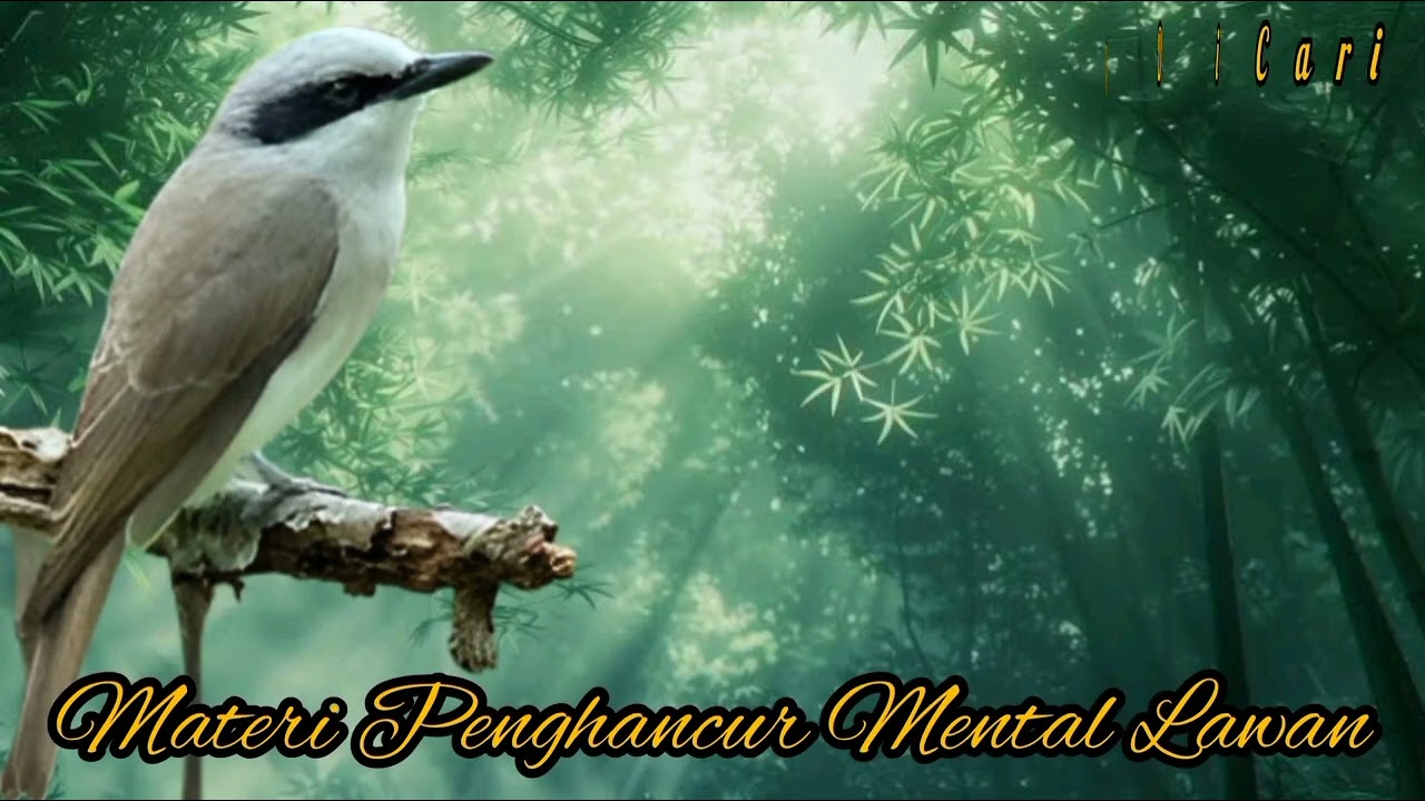 JINGJING PETULAK - Masteran Paling Di Cari Kicau Mania. Materi Penghancur Mental Lawan.