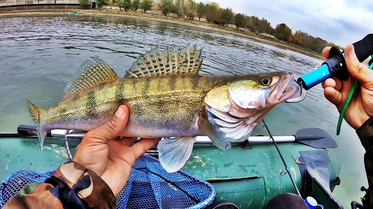 Spinning on the Danube at Rapitor by boat, a demanding day for pike perch