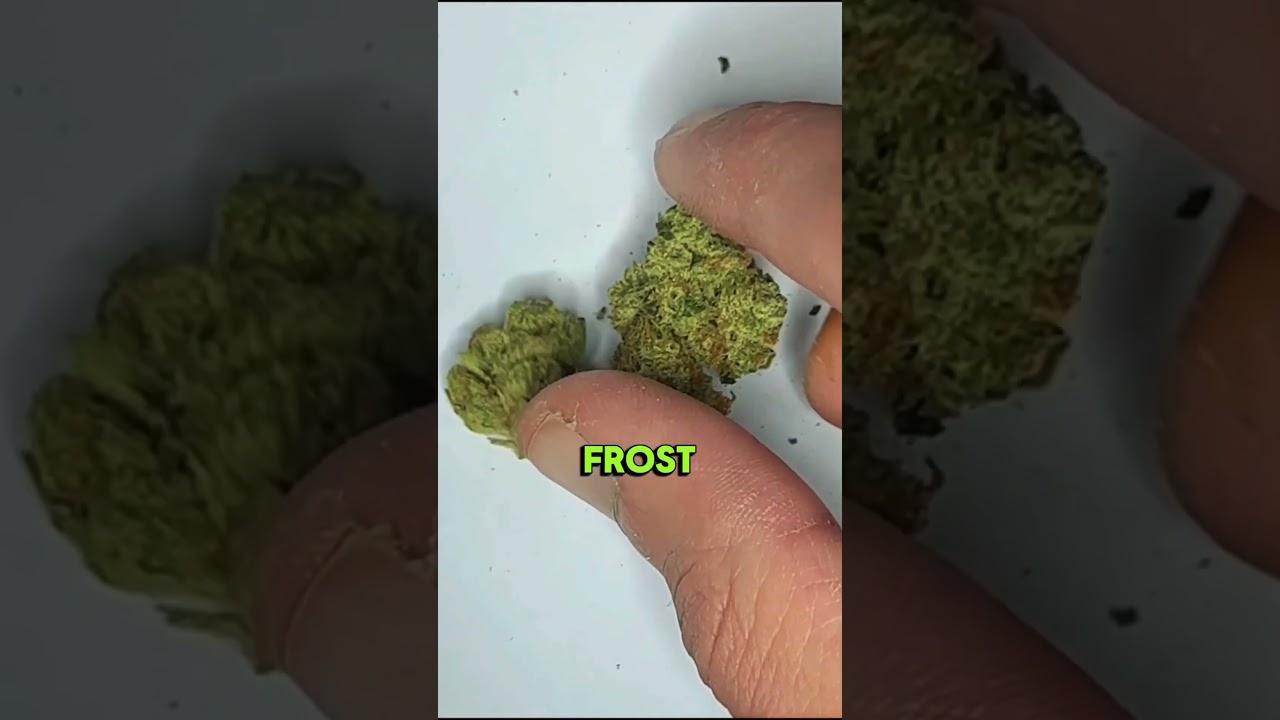 Sour OG x SFV x Pure Kush by Cookies Research and Development, Micro Batch. #sourog #sfv #purekush