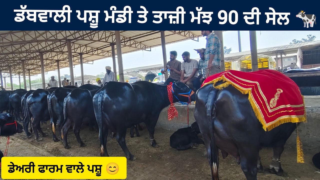 ਡੱਬਵਾਲੀ ਪਸ਼ੂ ਮੰਡੀ ( ਪੰਜਾਬ ) || Dabwali Pashu mandi Punjab today || #buffalo #cow