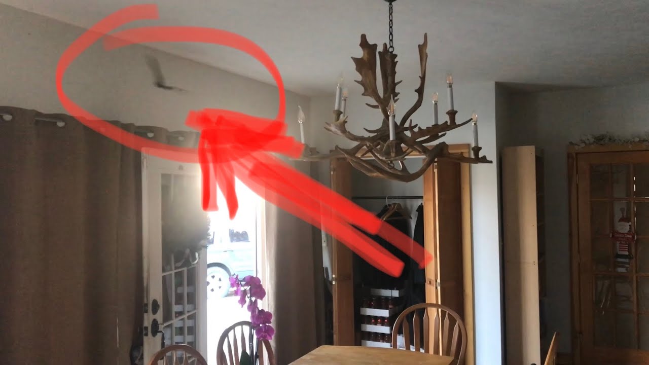 getting a BAT out of your house &ldquo;without hurting it&rdquo; (easy way)