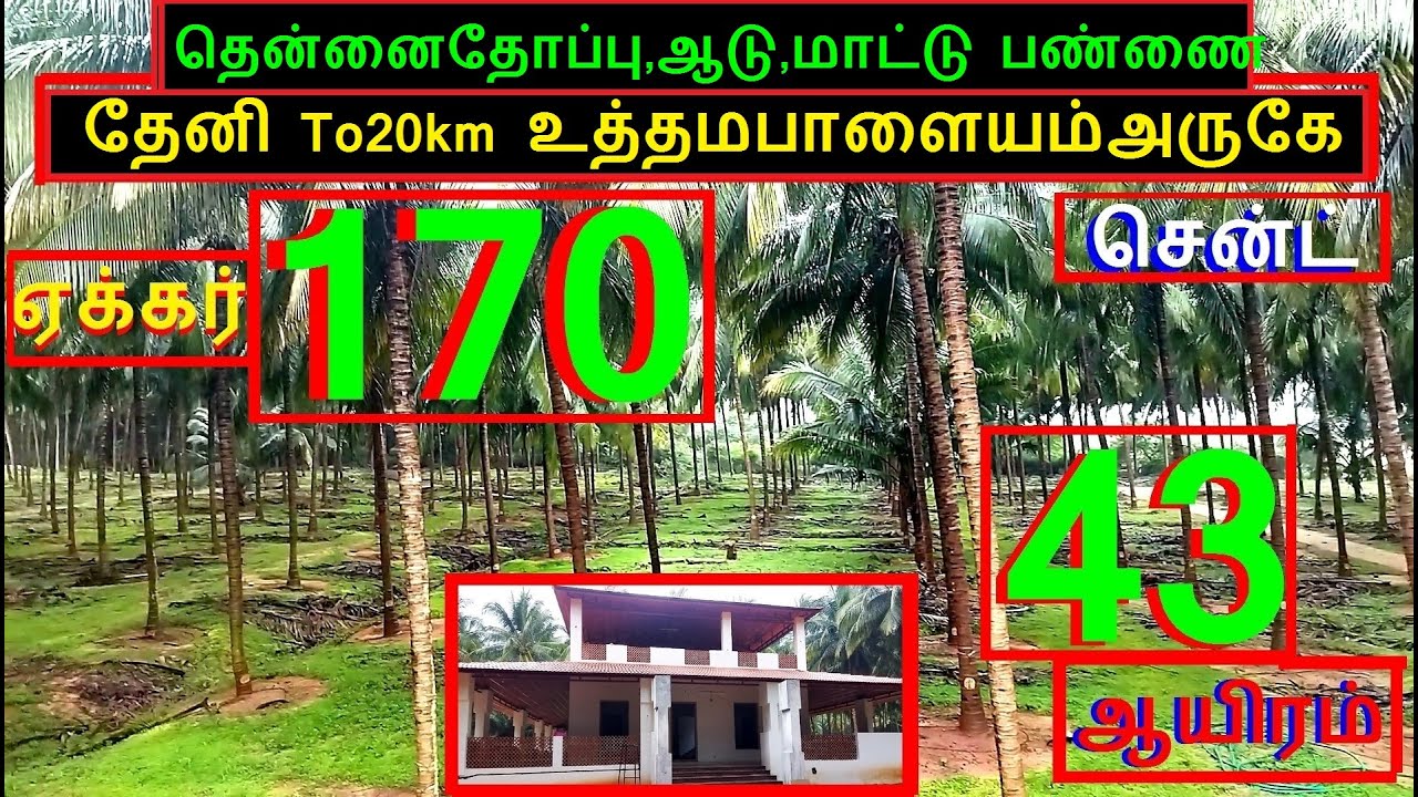 தேனி To20km உத்தமபாளயம்அருகே 168 ஏக்கர்தென்னைதோப்பு,ஆடுமாடுபண்ணைசென்ட் 43 ஆயிரம்-1867-024.09.22 #JJJ