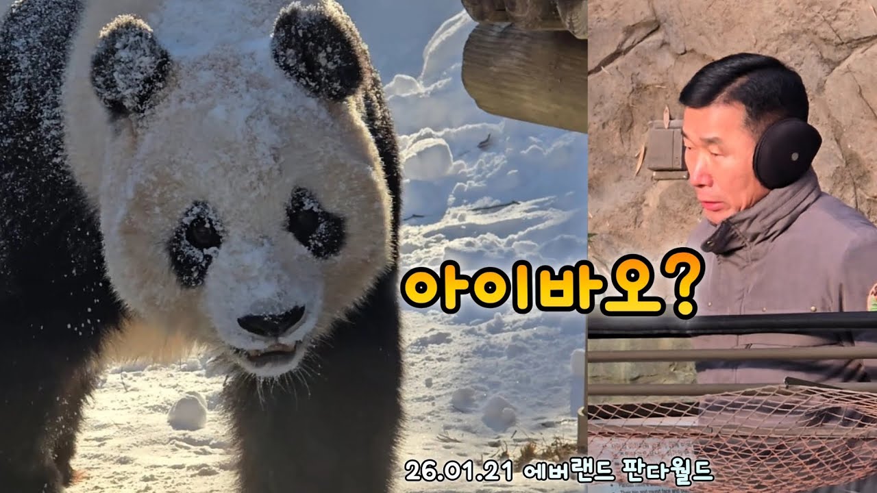 압빠!아이바오 너무 신나요!아기가 되어 눈놀이한 귀여운 사랑이 영상💕26.01.21 Everland Aibao Lebao Kangbao