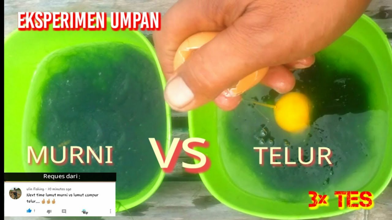 EKSPERIMEN UMPAN Dengan Kamera Bawah Air || Lumut Murni Vs Lumut Campur Telur | Lihat Hasilnya...