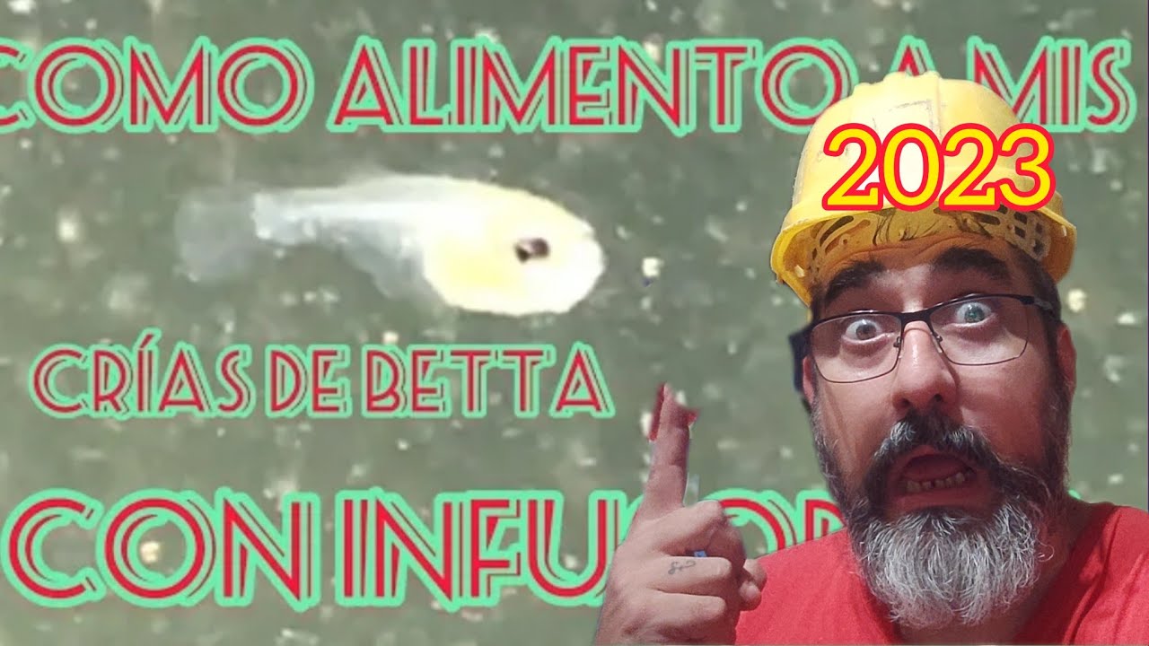 TUTORIAL Como hacer INFUSORIOS de Papa en Bettaclubargentina 2023
