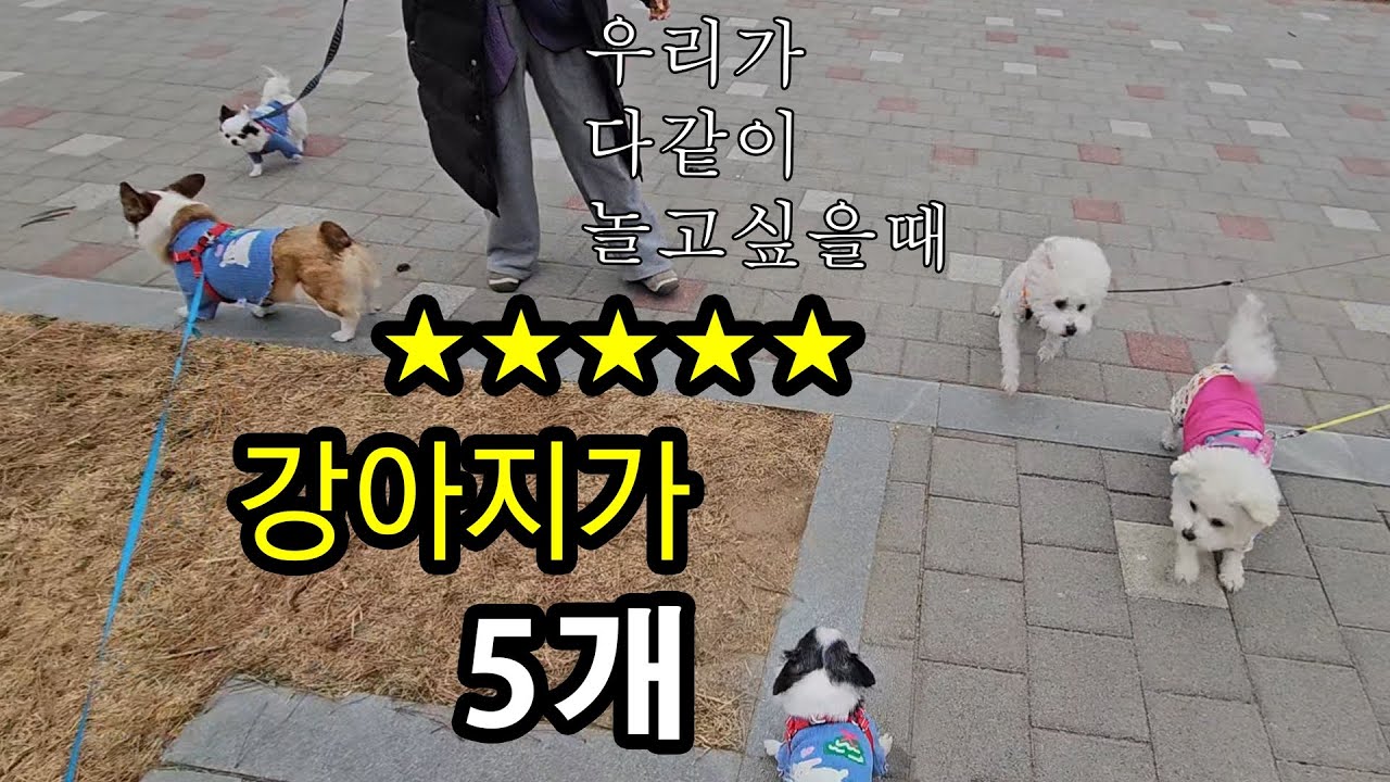 캠핑카 두대로 떠나는 애견캠핑/울진여행/치와와/비숑/웰시코기