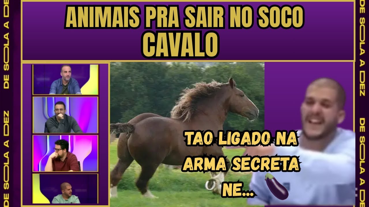 ANIMAIS PRA SAIR NO SOCO - CAVALO