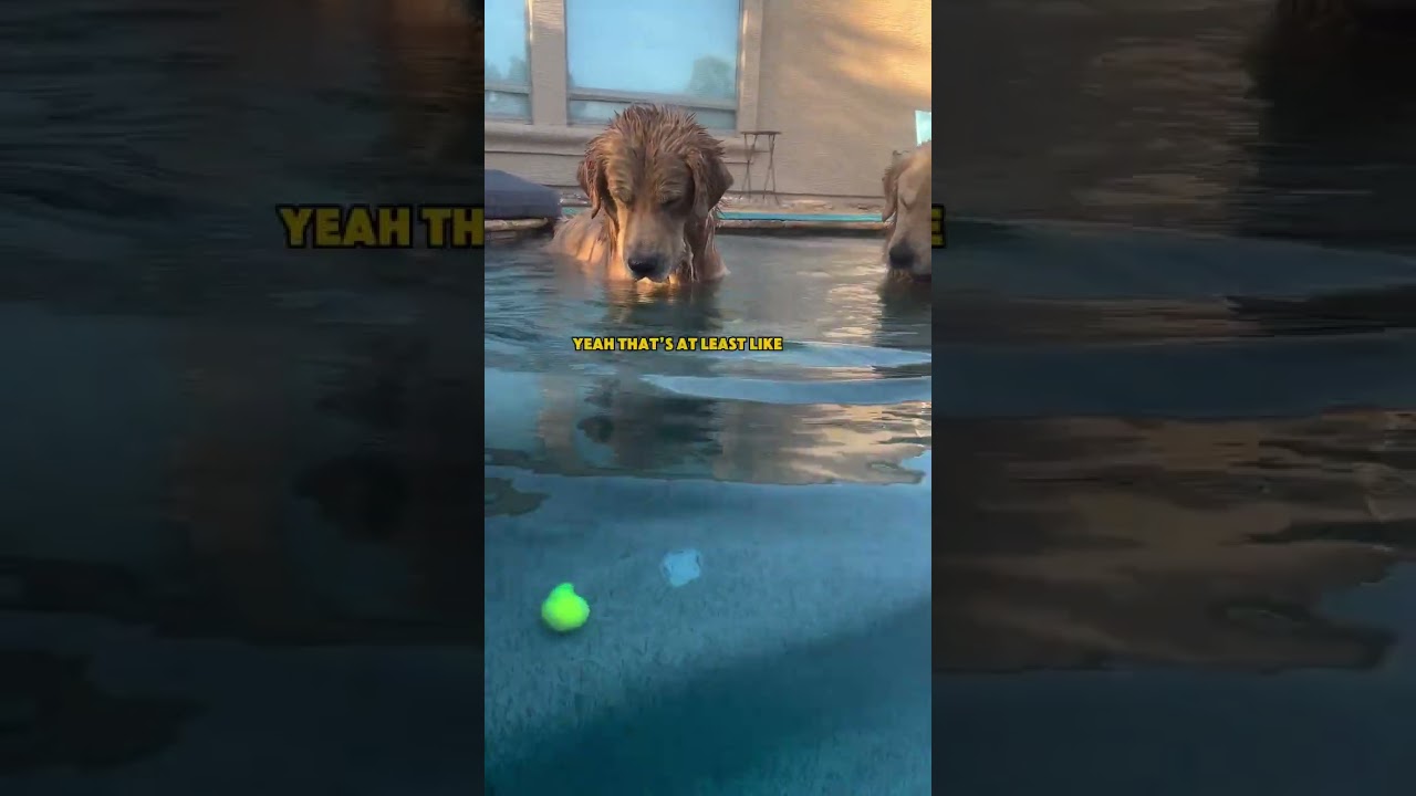 Teamwork Tails: Two Dogs Plot to Retrieve the Underwater Tennis Ball