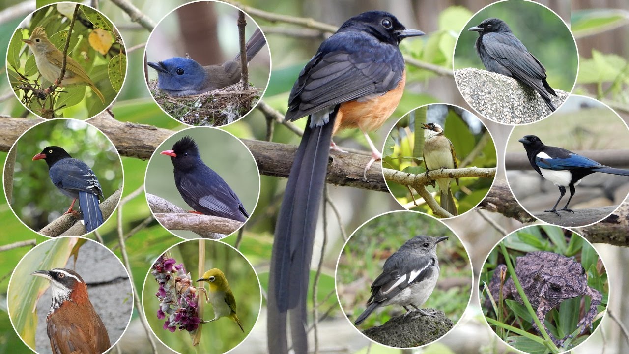 白腰鵲鴝公鳥模仿常見鳥聲,你聽見幾種呢?