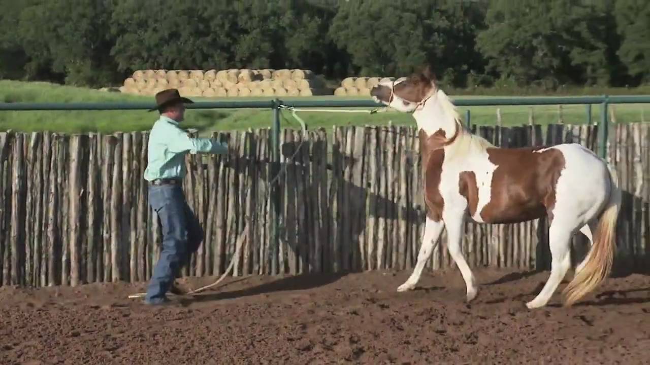 Clinton Anderson's TIE RING.mov