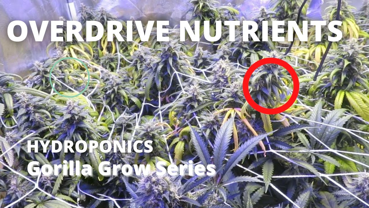 OGeez: Overdrive Nutrients