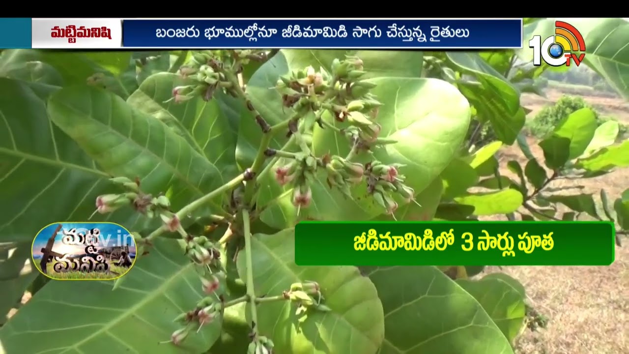 జీడిమామిడి తోటల్లో పూత యాజమాన్యం | Jeedi Mamidi Cultivation | Matti Manishi | 10TV