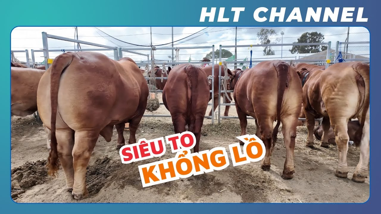 Chiêm Ngưỡng Những Siêu Phẩm  Bò Giống Angus vs Drogmaster tại Úc