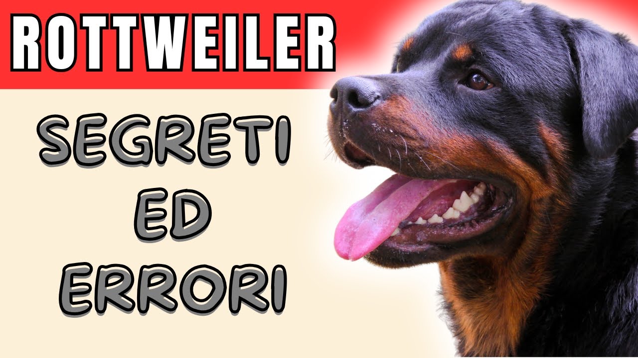 ROTTWEILER: SEGRETI, ERRORI E CONSIGLI DA NON PERDERE!