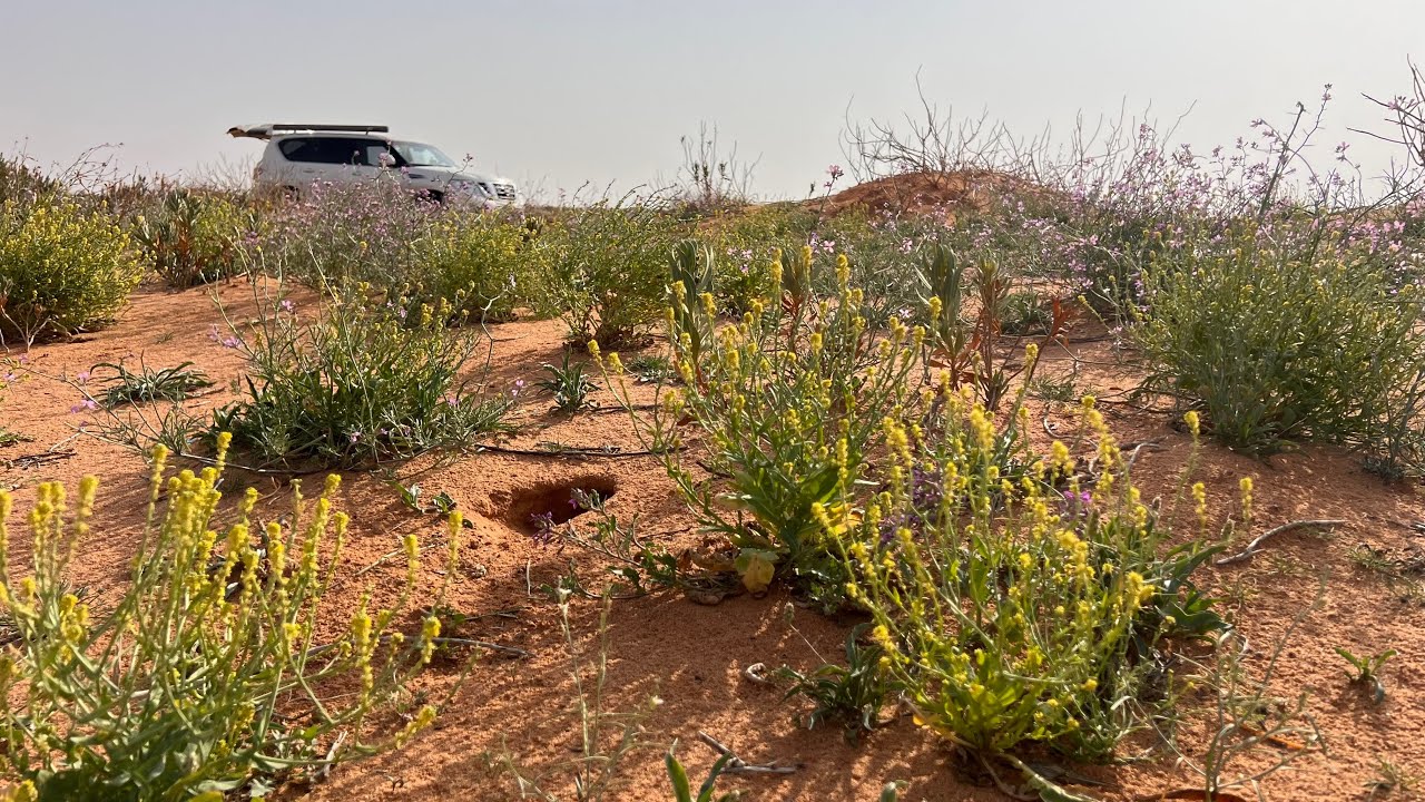 الربيع قريب عندكم يا اهل الرياض