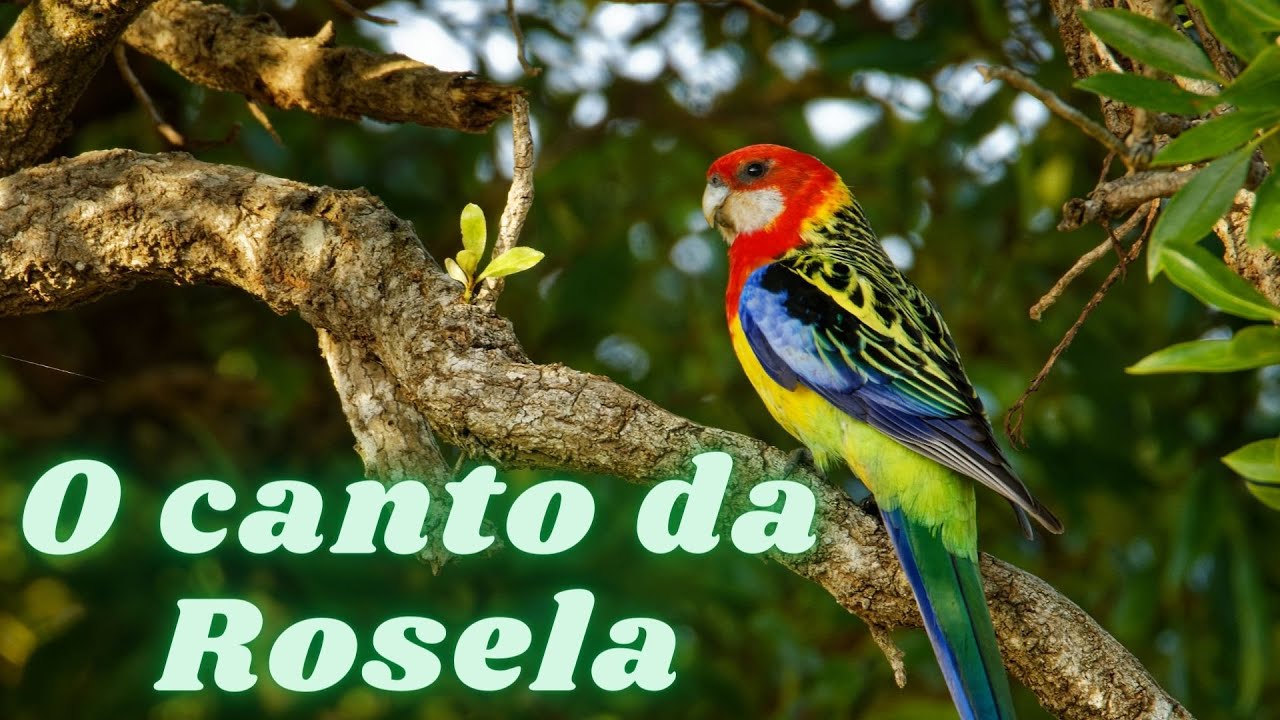 O canto da Rosela