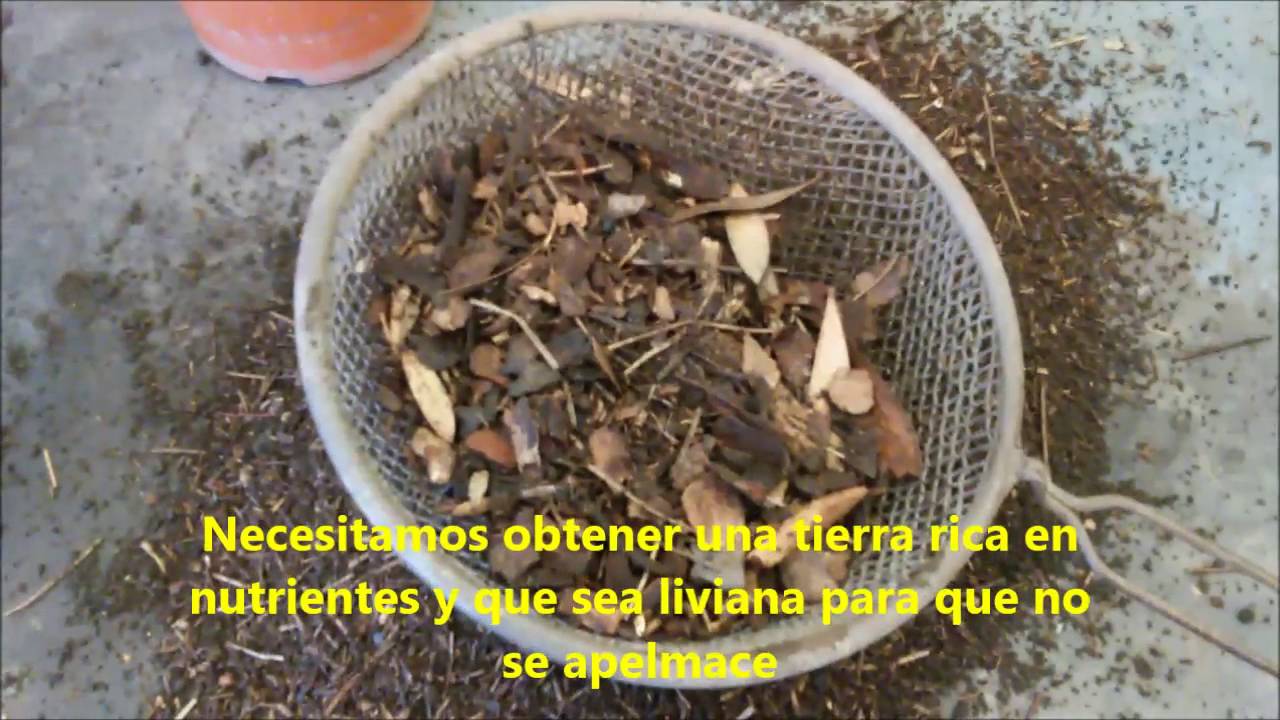 Gajos de Cordatum - Vivero Marra